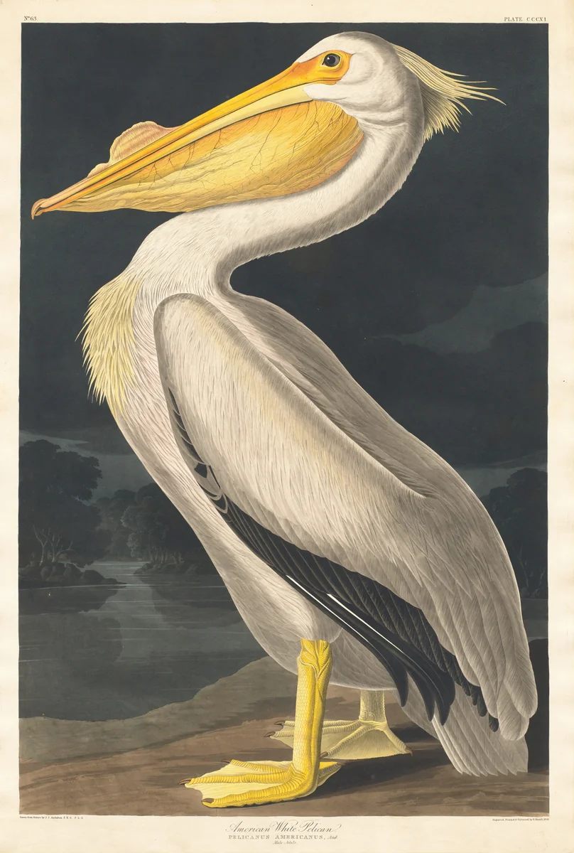 American White Pelican by Robert Havell, Jr.; John James Audubon, print, 1836