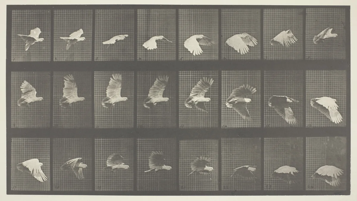 Animal Locomotion, Plate 758 by Eadweard Muybridge, photograph, 1887