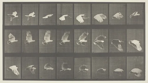Animal Locomotion, Plate 758 by Eadweard Muybridge, photograph, 1887