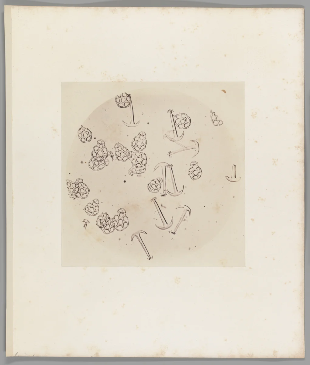 [Untitled] by Auguste-Adolphe Bertsch, photograph, 1853-1857