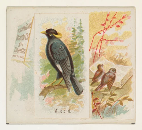 Mino Bird, from the Song Birds of the World series (N42) for Allen & Ginter Cigarettes by Allen & Ginter, print, 1890