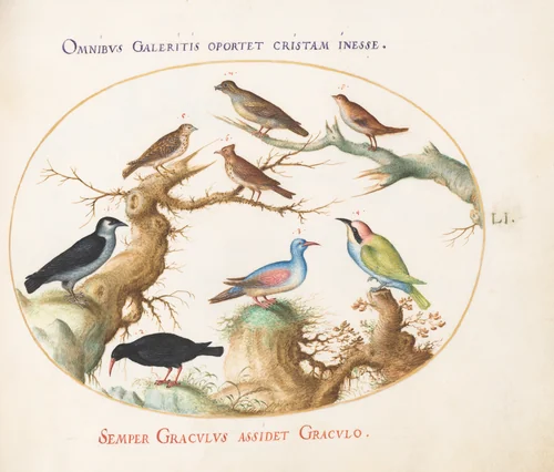 Plate 51: Crossbeak, Chough, Bee-Eater, and Other Birds by Joris Hoefnagel, drawing, 1570-1599