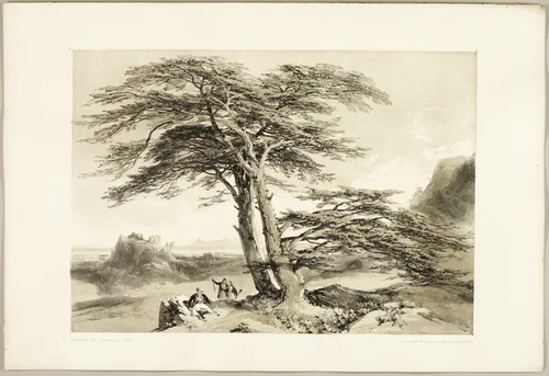 Cedars of Lebanon, from The Park and the Forest by James Duffield Harding, print, 1841