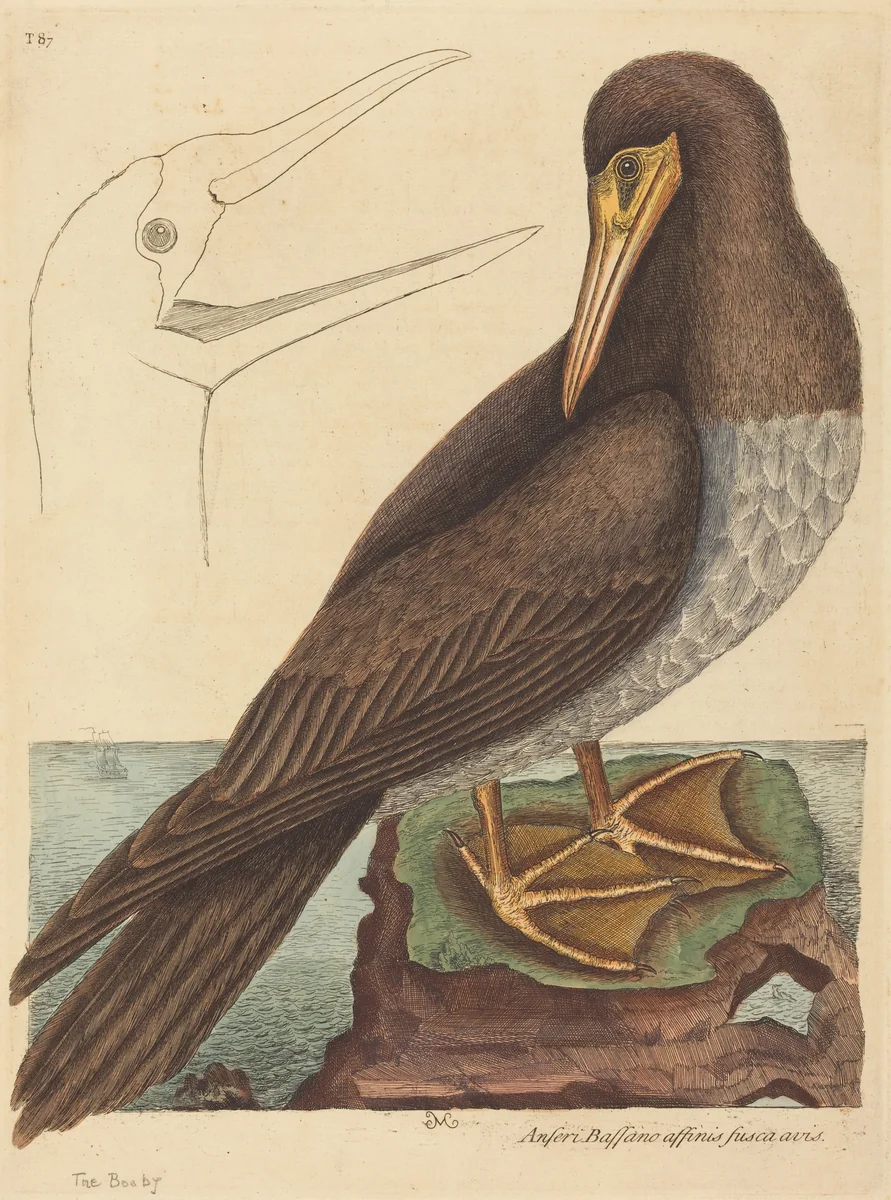 The Booby (Pelecanus Sula) by Mark Catesby, print, 1731-1743