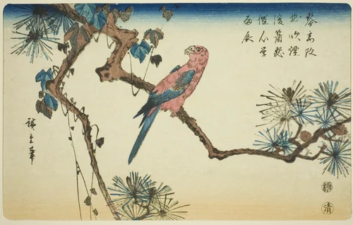 Macaw on pine branch by Utagawa Hiroshige (歌川広重), print, 1835-1849