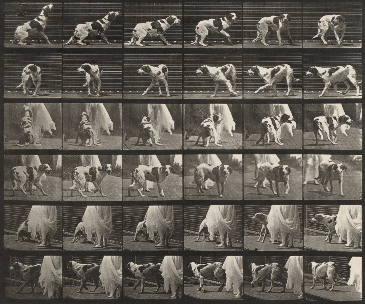 Plate Number 713. Dog; turning around, etc.; setter, Kate by Eadweard Muybridge, photograph, 1887