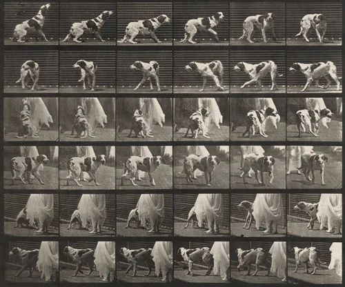 Plate Number 713. Dog; turning around, etc.; setter, Kate by Eadweard Muybridge, photograph, 1887