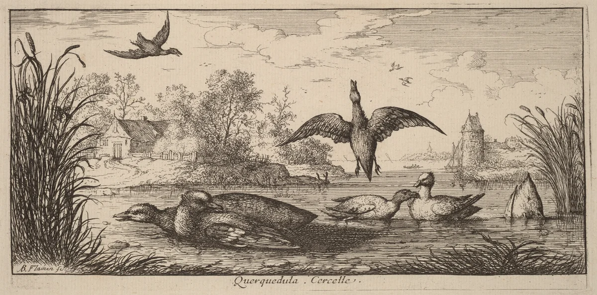 Querpedula, The Teal by Albert Flamen, print, 1620-1669