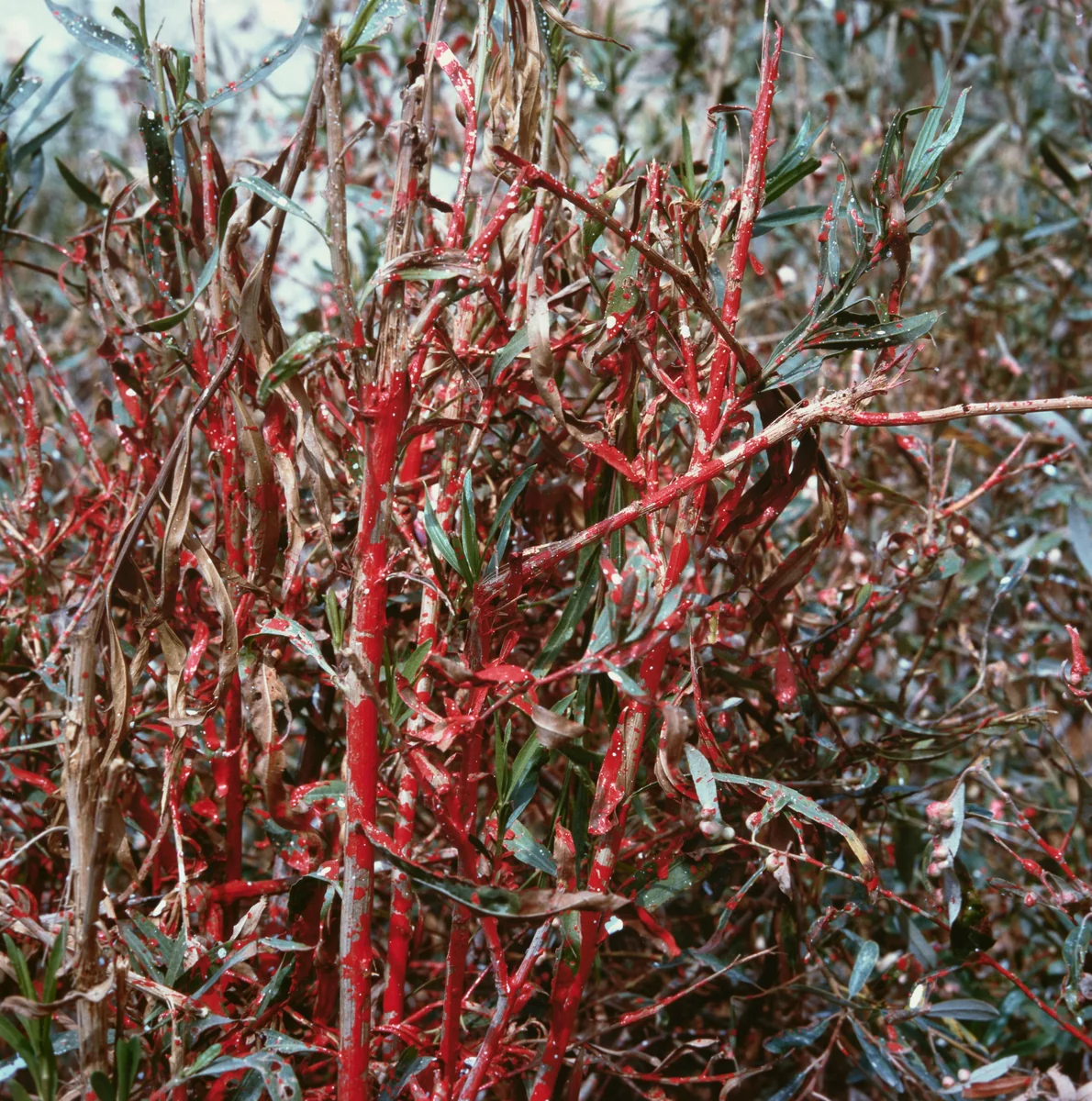 Angeles National Forest #15 by Anthony Hernandez, photograph, 1987