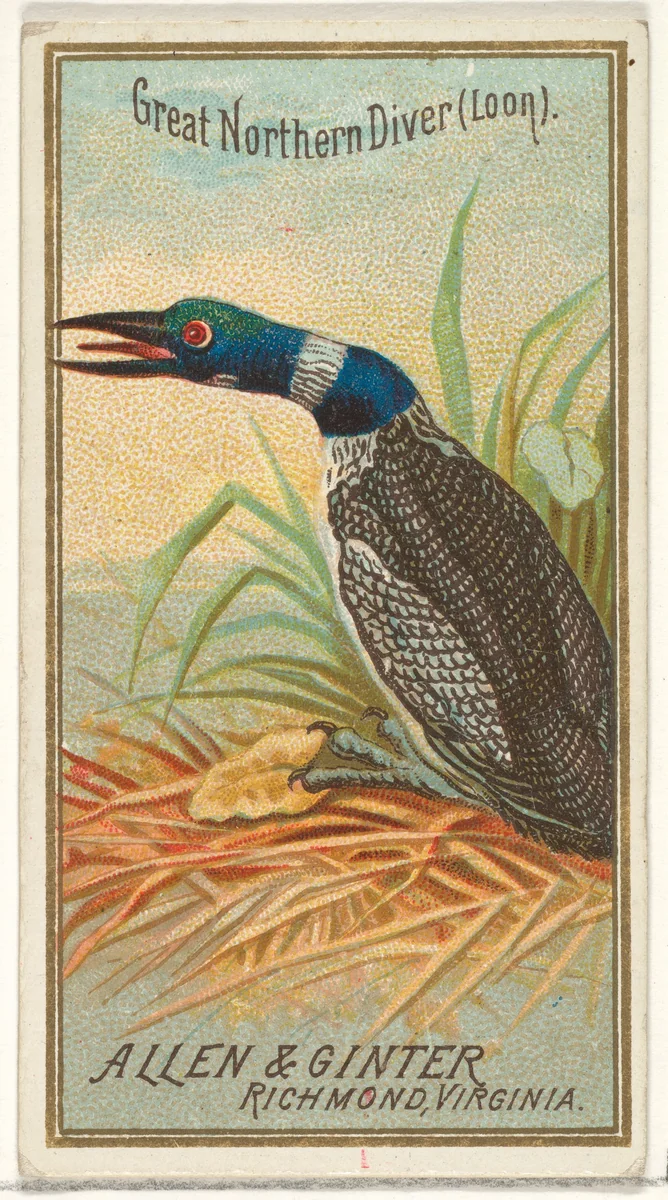 Great Northern Diver (Loon), from the Birds of America series (N4) for Allen & Ginter Cigarettes Brands by Allen & Ginter, print, 1888