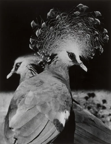 Bird by Nakaji Yasui (安井仲治), photograph, 1940