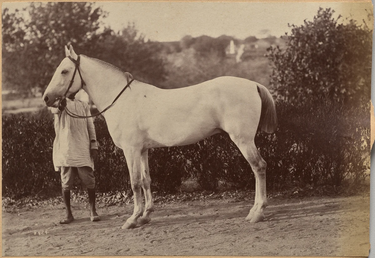 Captain Bailward's horse, Jhansi (verso, right) by Raja Deen Dayal, photograph, 1877-1892