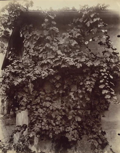 Vigne by Eugène Atget, photograph, 1900
