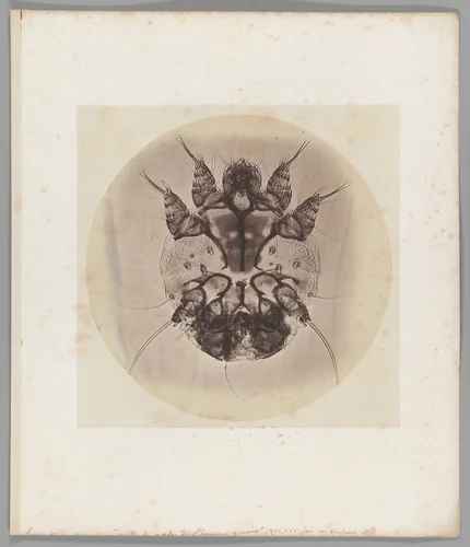 [Untitled] by Auguste-Adolphe Bertsch, photograph, 1853-1857