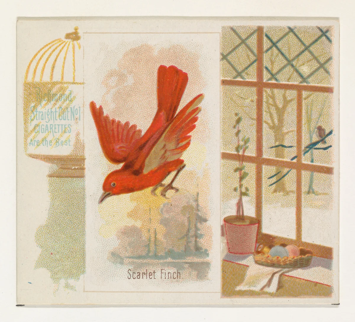 Scarlet Finch, from the Song Birds of the World series (N42) for Allen & Ginter Cigarettes by Allen & Ginter, print, 1890