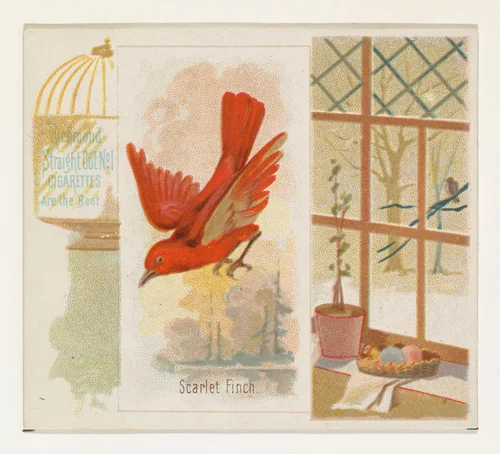 Scarlet Finch, from the Song Birds of the World series (N42) for Allen & Ginter Cigarettes by Allen & Ginter, print, 1890