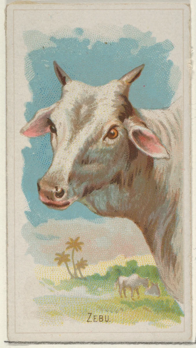 Zebu, from the Wild Animals of the World series (N25) for Allen & Ginter Cigarettes by Allen & Ginter, print, 1888