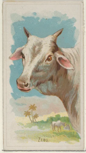 Zebu, from the Wild Animals of the World series (N25) for Allen & Ginter Cigarettes by Allen & Ginter, print, 1888
