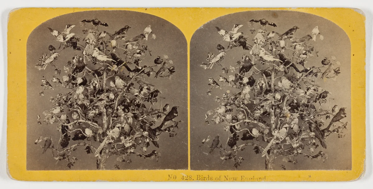 Birds of New England by Kilburn Brothers, photograph, 1855-1875