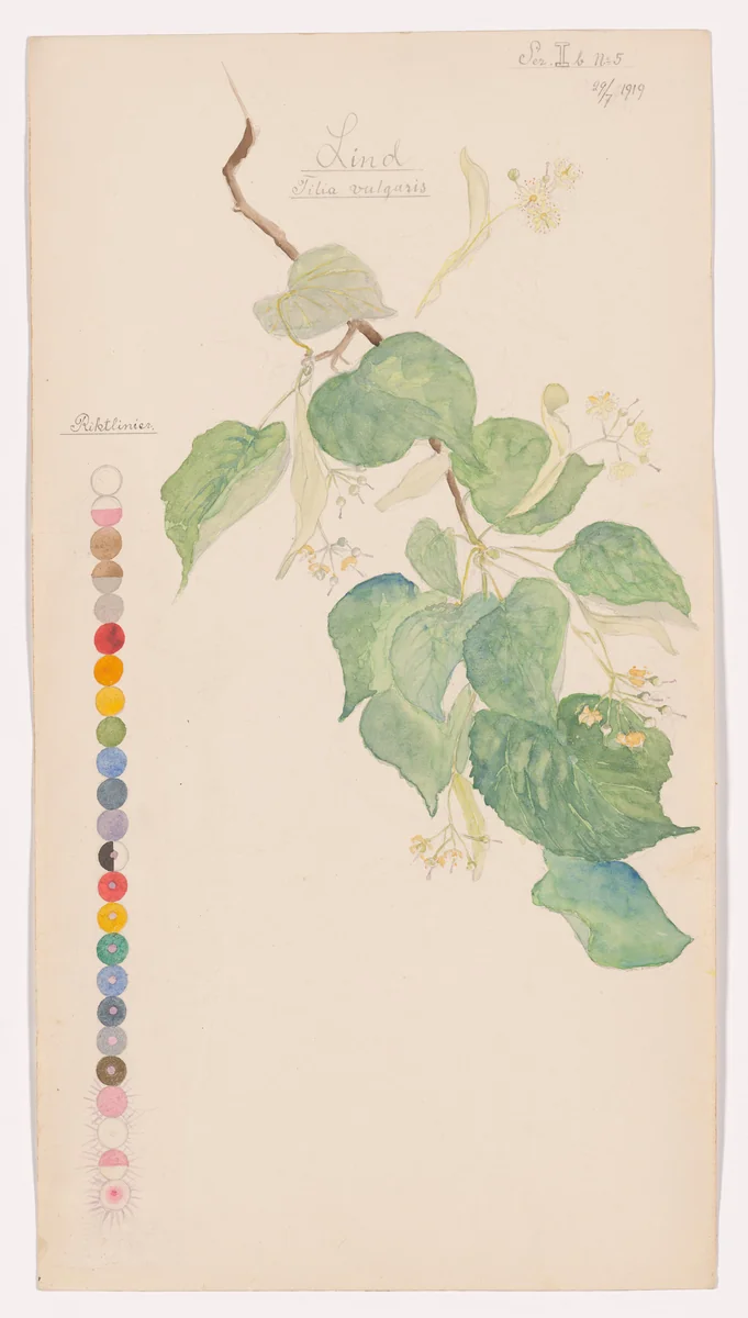 Tilia × europaea (Common Linden). Sheet 22 from the portfolio Nature Studies by Hilma af Klint, drawing, 1919
