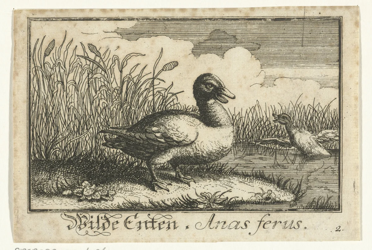 Landschap met wilde eend by anonymous, print, 1659-1741