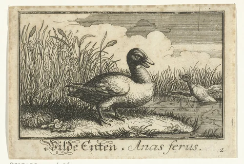 Landschap met wilde eend by anonymous, print, 1659-1741