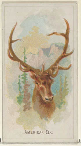 American Elk, from the Wild Animals of the World series (N25) for Allen & Ginter Cigarettes by Allen & Ginter, print, 1888