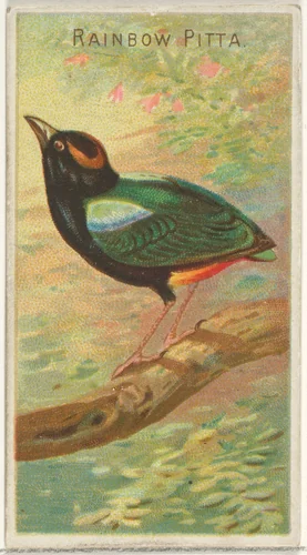 Rainbow Pitta, from the Birds of the Tropics series (N5) for Allen & Ginter Cigarettes Brands by Allen & Ginter, print, 1889