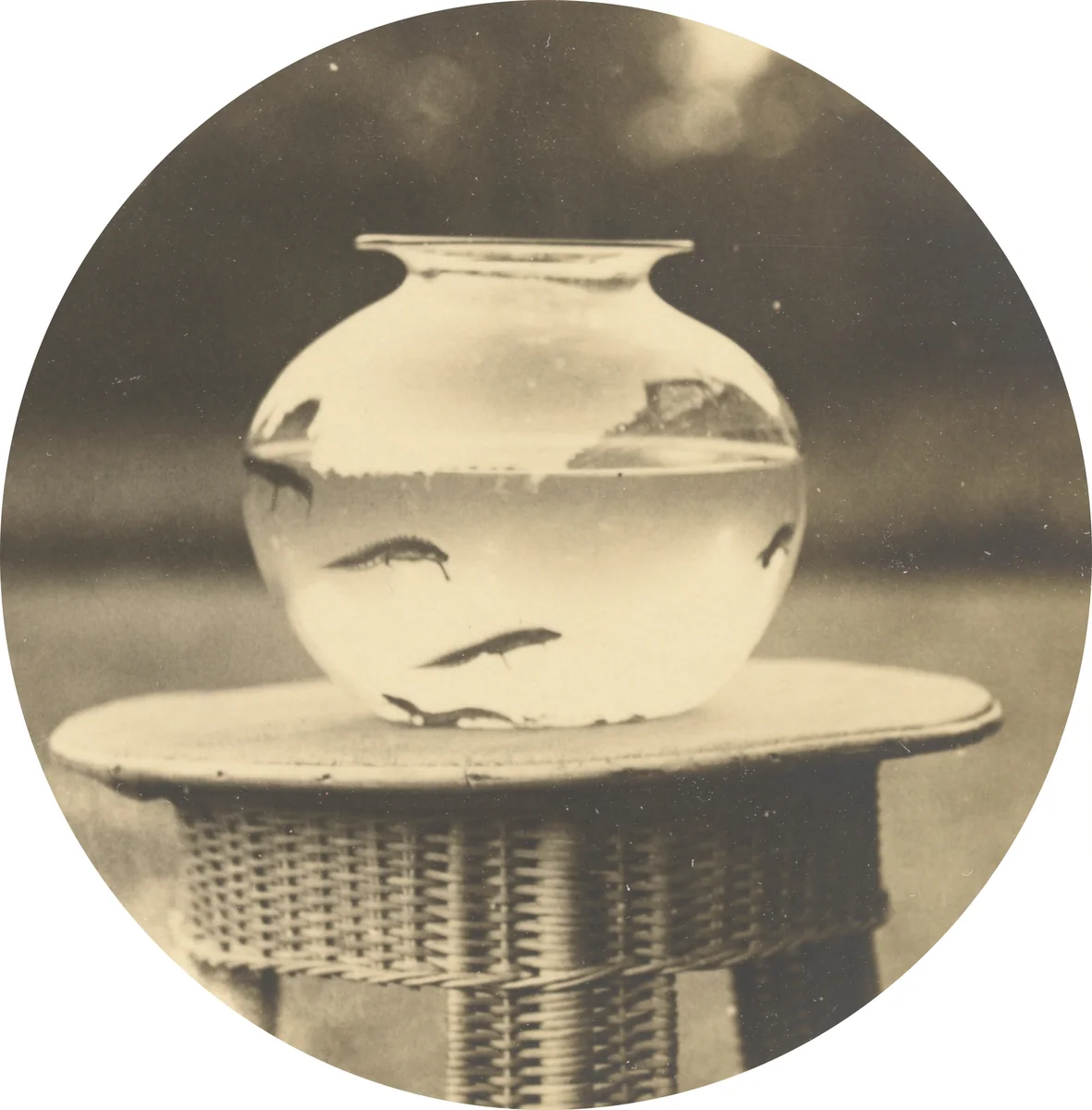 Untitled (Fishbowl) by American 19th Century, photograph, 1878-1898
