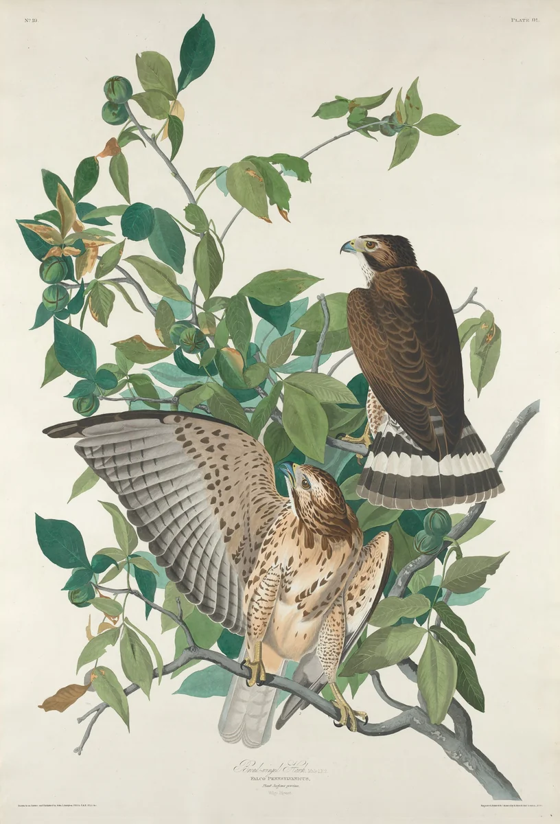 Broad-winged Hawk by Robert Havell, Jr.; John James Audubon, print, 1830