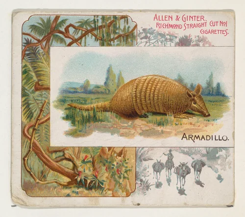 Armadillo, from Quadrupeds series (N41) for Allen & Ginter Cigarettes by Allen & Ginter, print, 1890