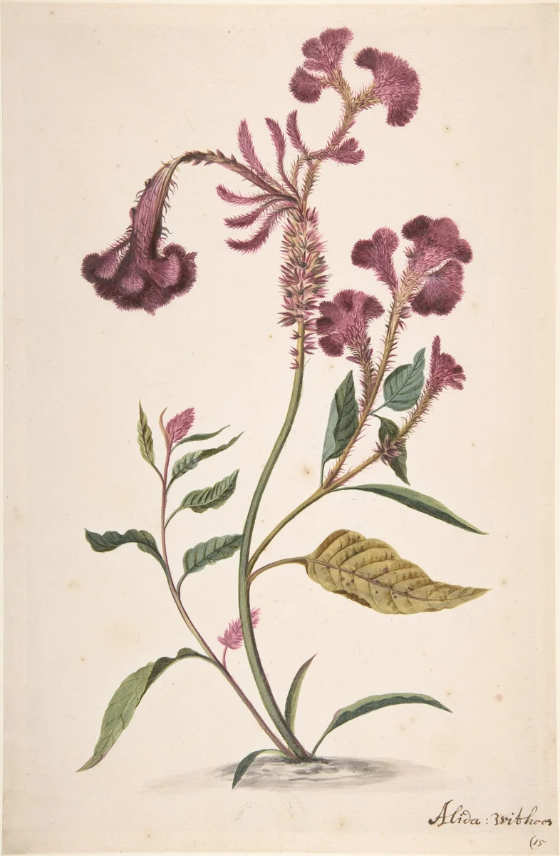 Study of a Crested Cockscomb (Celosia argentea cristata) by Alida Withoos, drawing, 1657-1730