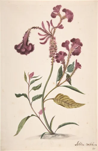 Study of a Crested Cockscomb (Celosia argentea cristata) by Alida Withoos, drawing, 1657-1730