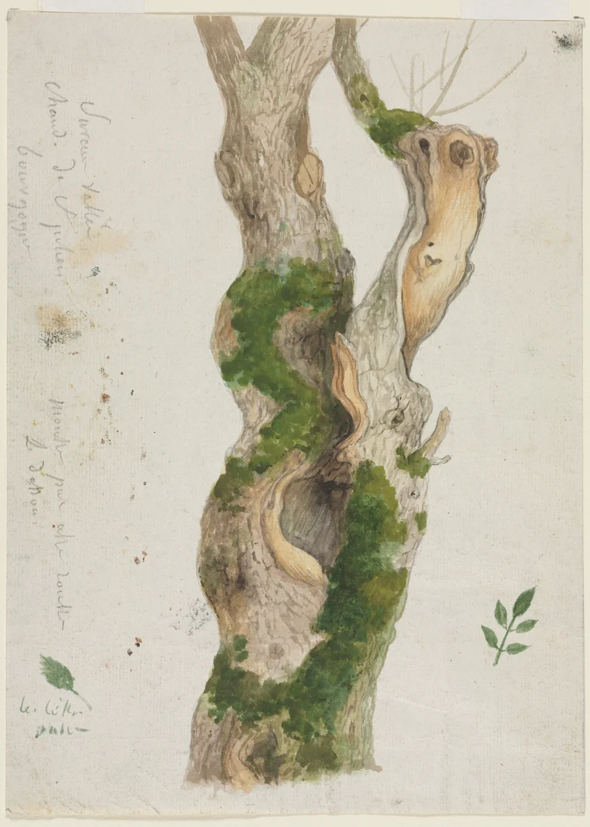 Study of a Tree Trunk by Georges Michel, drawing, 1775-1843