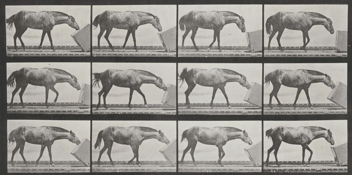 Plate Number 657. "Lotta" rolling a box by Eadweard Muybridge, photograph, 1887