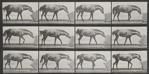 Plate Number 657. "Lotta" rolling a box by Eadweard Muybridge, photograph, 1887