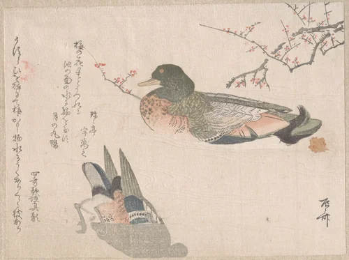 Pair of Ducks Swimming by Ryūryūkyo Shinsai (柳々居辰斎), print, 1800-1899