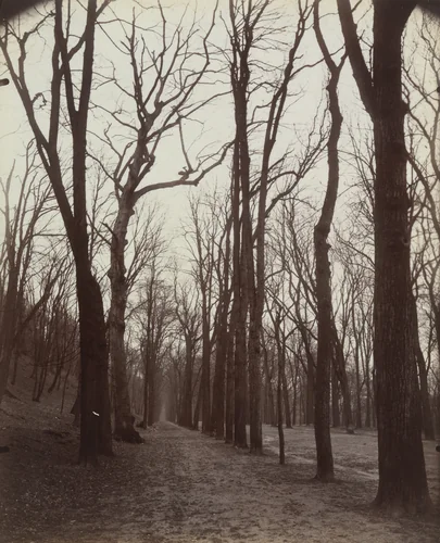 Saint-Cloud by Eugène Atget, photograph, 1923