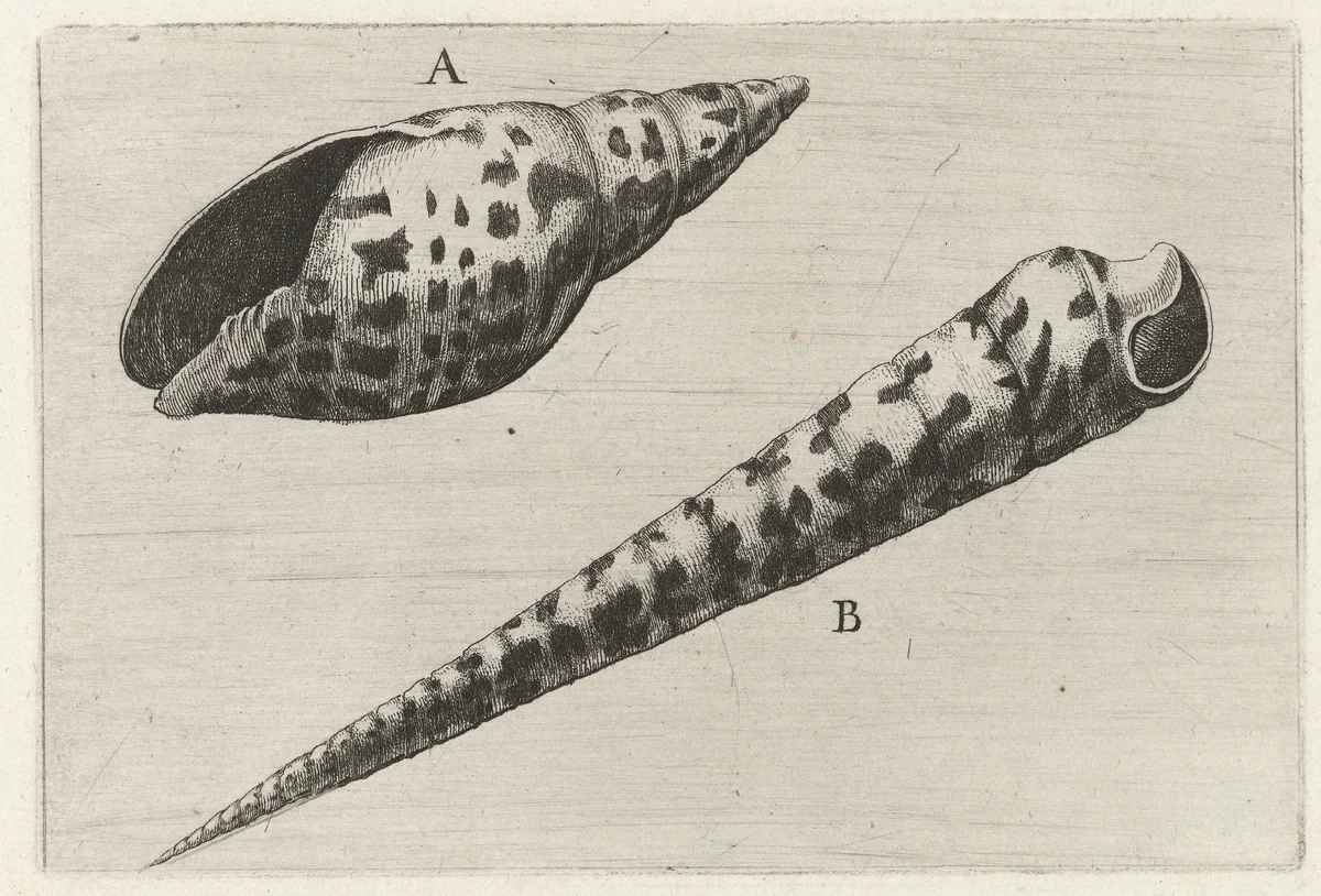 Schelpen, mitra cardinalis (A) en terebra subulata (B) by Wenceslaus Hollar, print, 1644-1652