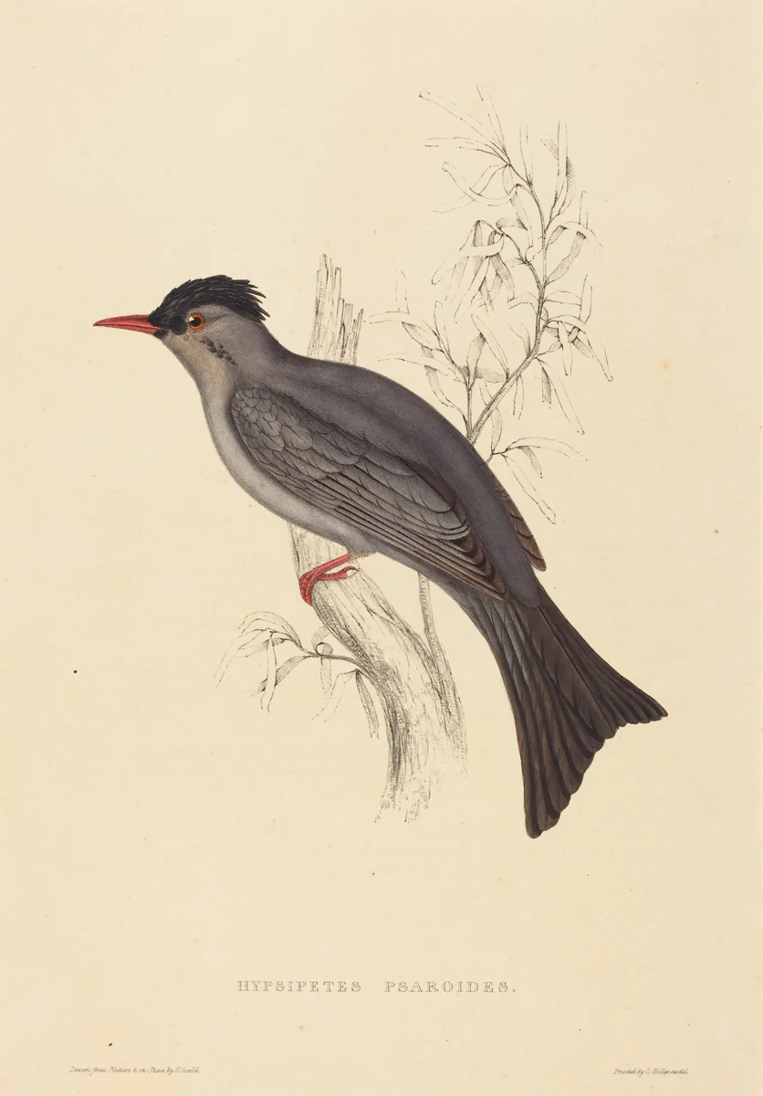 Hypsipetes Psaroides (Black Bulbul) by Elizabeth Gould, print, 1804-1841
