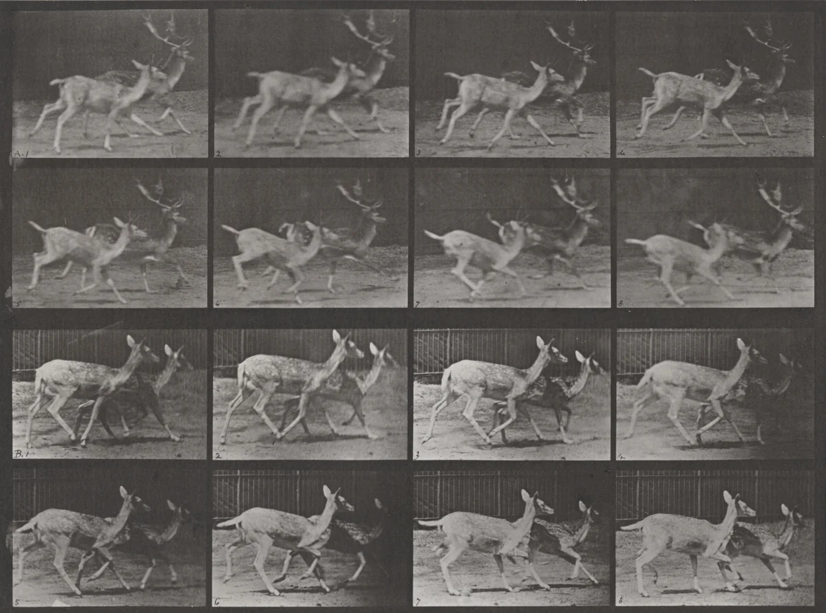 Plate Number 684. Fallow deer. A: Buck and doe trotting. B: Two does trotting by Eadweard Muybridge, photograph, 1887