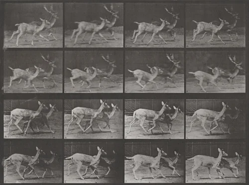 Plate Number 684. Fallow deer. A: Buck and doe trotting. B: Two does trotting by Eadweard Muybridge, photograph, 1887