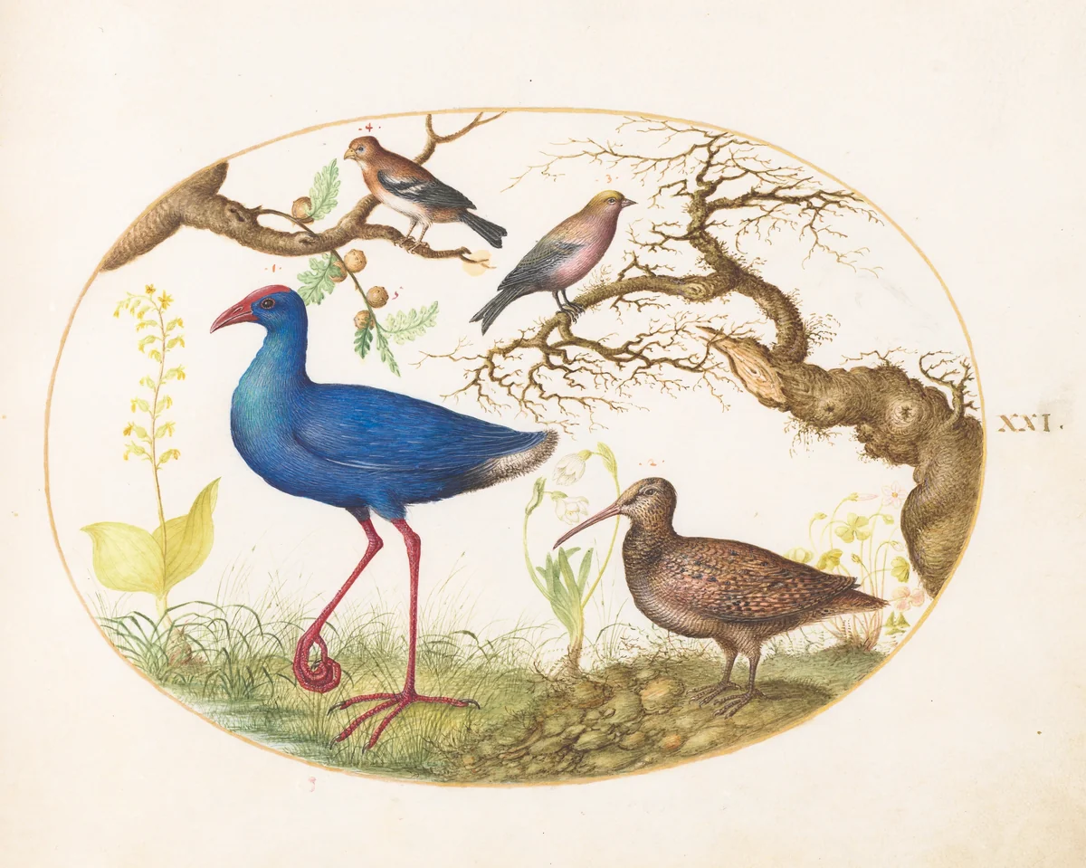 Plate 21: Swamp Hen and Woodcock with a Streaked Rosefinch, a Finch, and Oak Galls by Joris Hoefnagel, drawing, 1570-1599