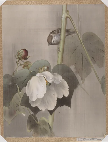 Cotton Rose Mallows in the Rain by Okada Baison, painting, 1891-1892