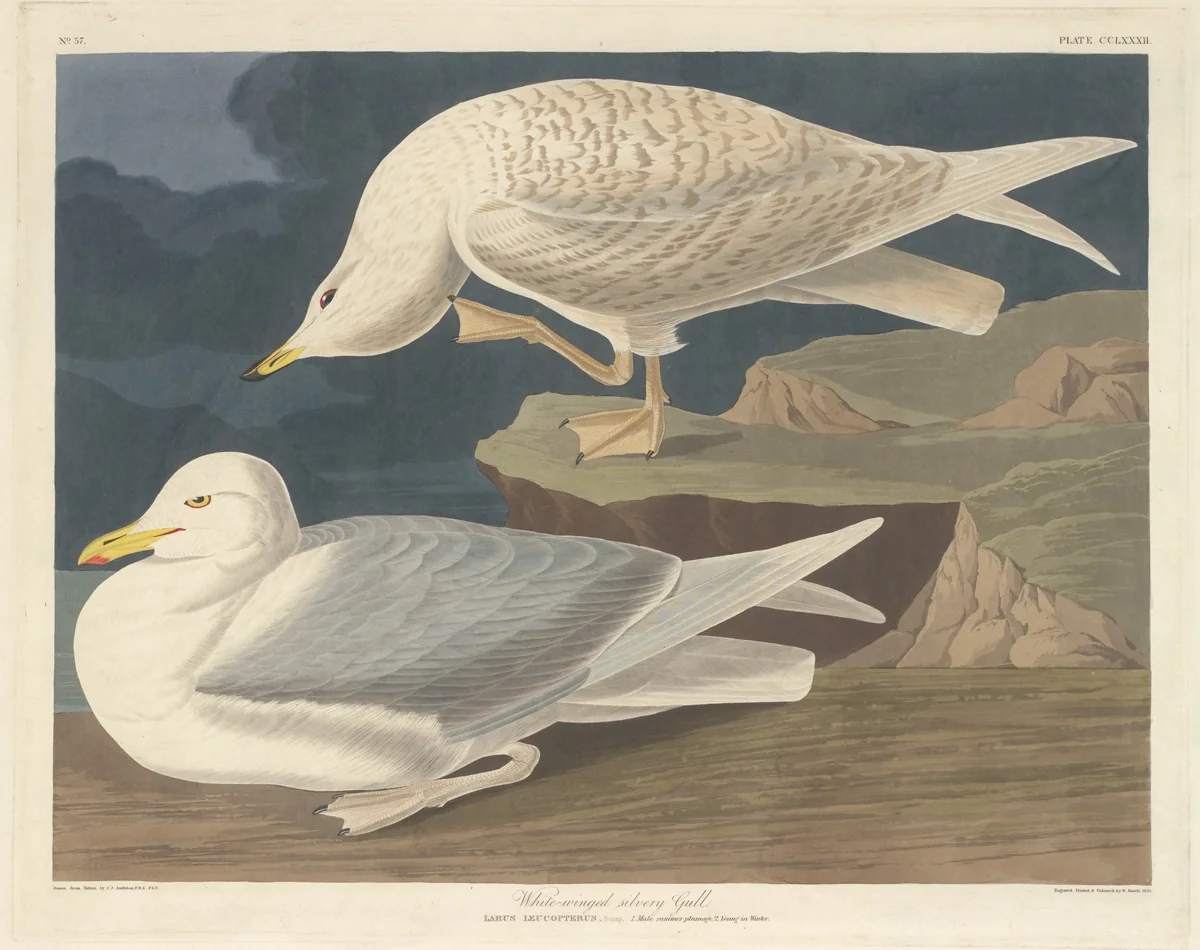 White-winged Silvery Gull by Robert Havell, Jr.; John James Audubon, print, 1835