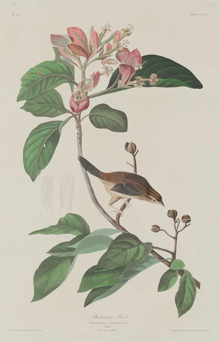 Bachmans Finch by Robert Havell, Jr.; John James Audubon, print, 1833