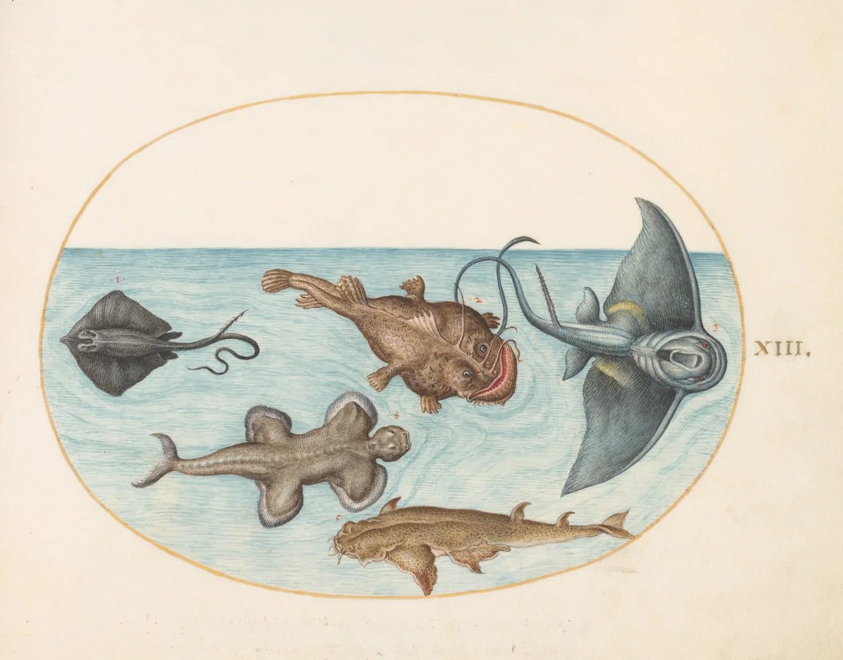 Plate 13: Two Stingrays, an Anglerfish, a Monkfish(?) and an Angel Shark by Joris Hoefnagel, drawing, 1570-1599