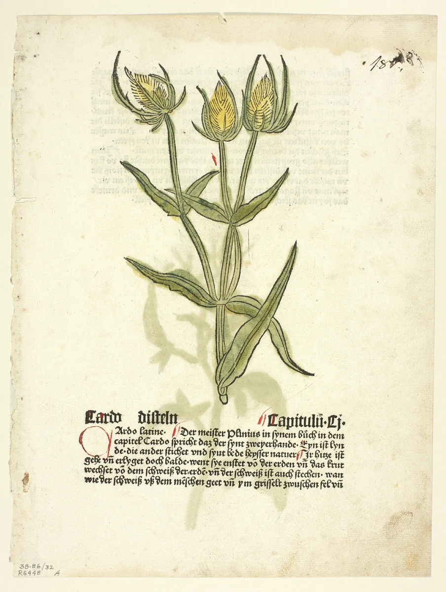 Thistle (recto) and Thistle buds (verso) from Gart Der Gesundheit (also called Hortus sanitatis, or Garden of Health), Plate 32 from Woodcuts from Books of the 15th Century by Erhard Reuwich, print, 1485
