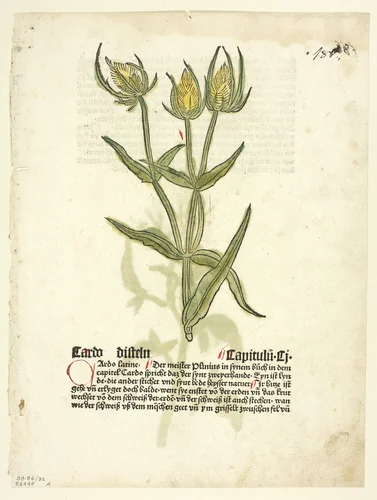Thistle (recto) and Thistle buds (verso) from Gart Der Gesundheit (also called Hortus sanitatis, or Garden of Health), Plate 32 from Woodcuts from Books of the 15th Century by Erhard Reuwich, print, 1485