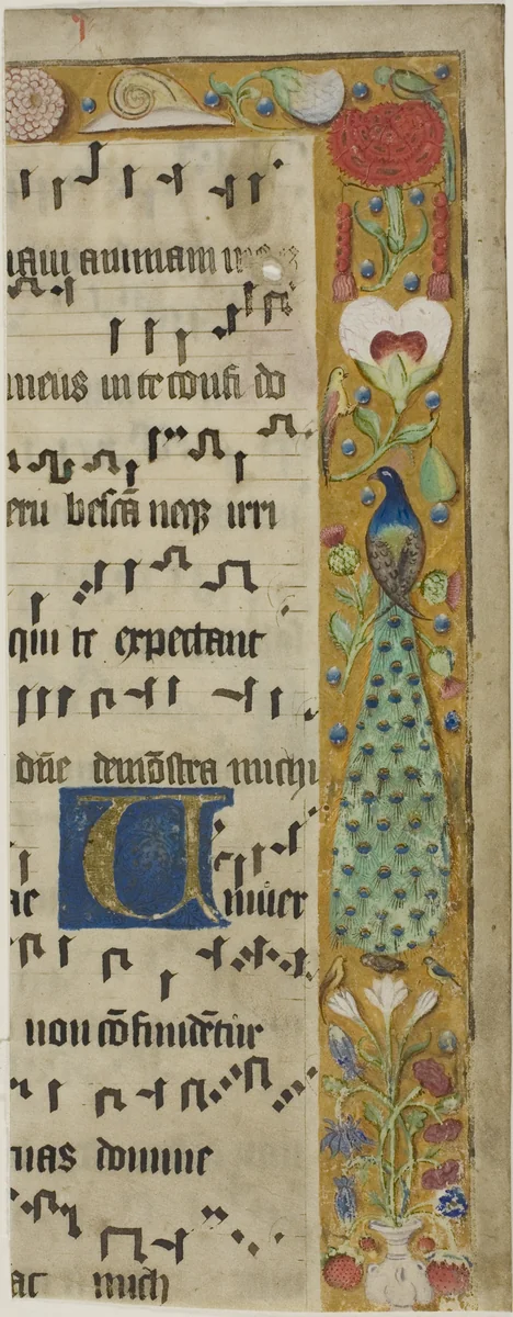 Peacock, Birds, Flowers, Fruit and a Snail in a Decorated Border, with an Illuminated Initial "U" from a Choir Book by European, painting, 1300-1500